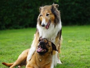 Plans have been submitted for a dog day care facility in Apley. Picture: Pixabay