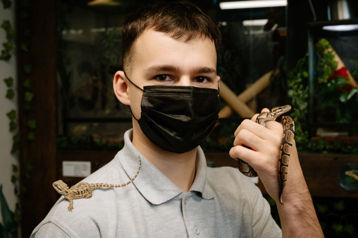 Ed Scott, 18, from Telford – with a Bearded Dragon and a snake – has set up his own exotic pet shop in Oakengates called Edzotics. 