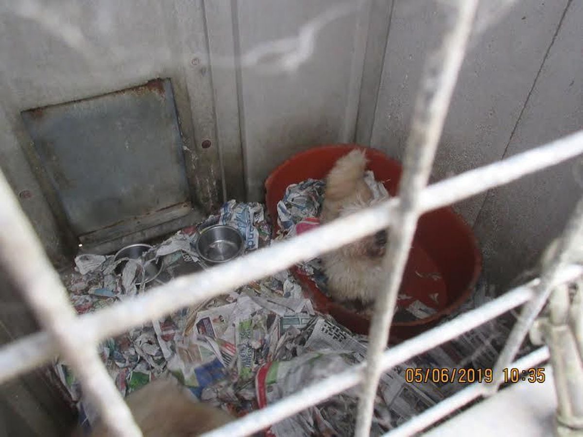 Dirty bedding for dogs at Lucknow Farm Kennels. Picture: South Staffs Council