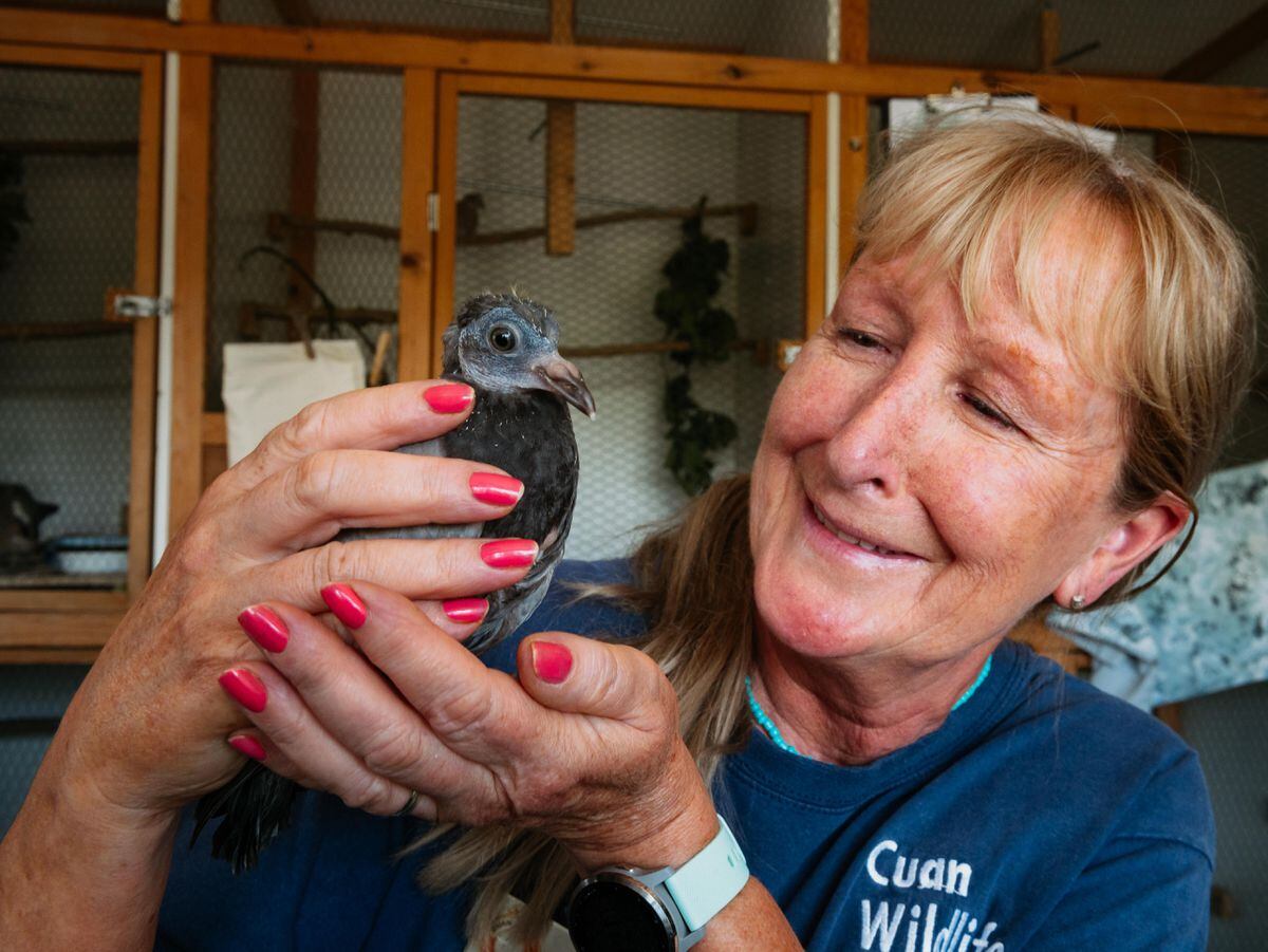 Fran Hill holding a pigeon