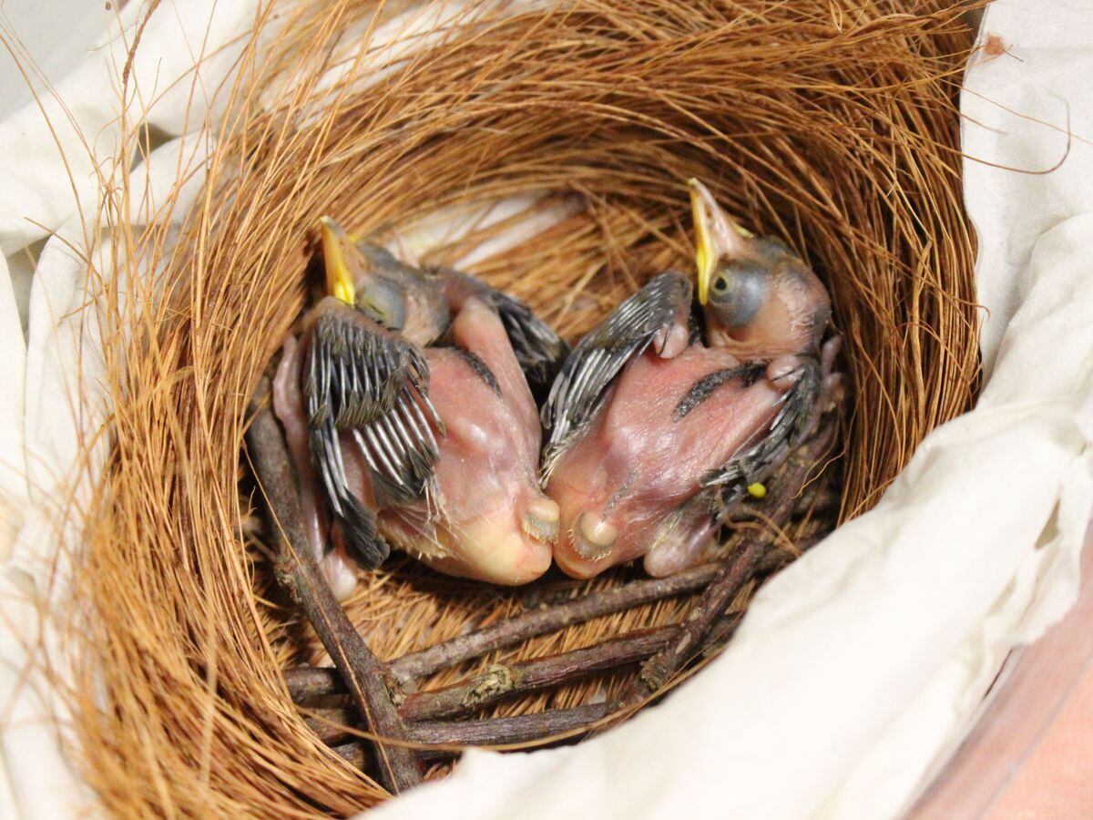 Two critically endangered blue crowned laughingthrush chicks