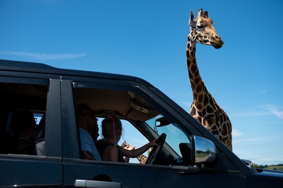 Visitors observe giraffes at West Midland Safari Park