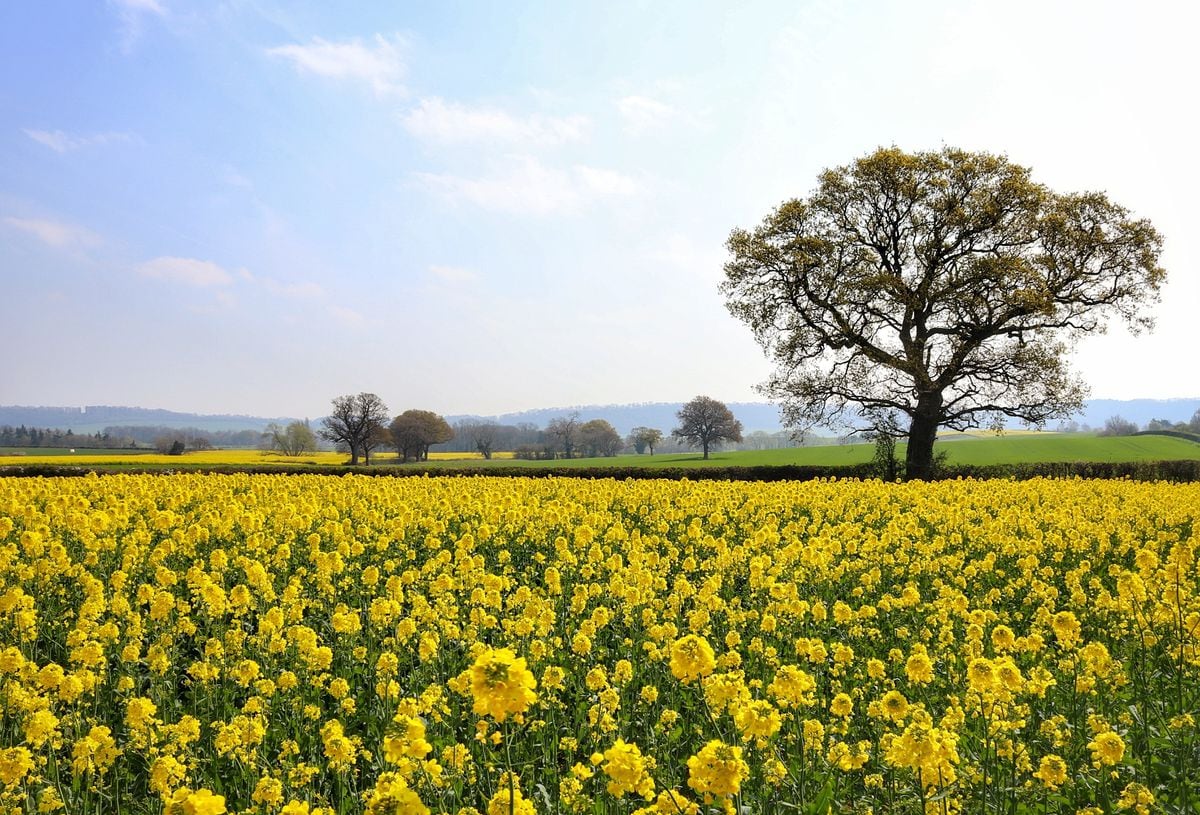 A field in bloom at Cressage. Photo: Steven Sneade.