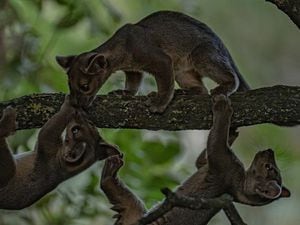 The fossa triplets at Chester Zoo