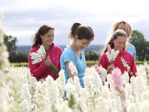  Shropshire Petal Fields will be open to the public later this year