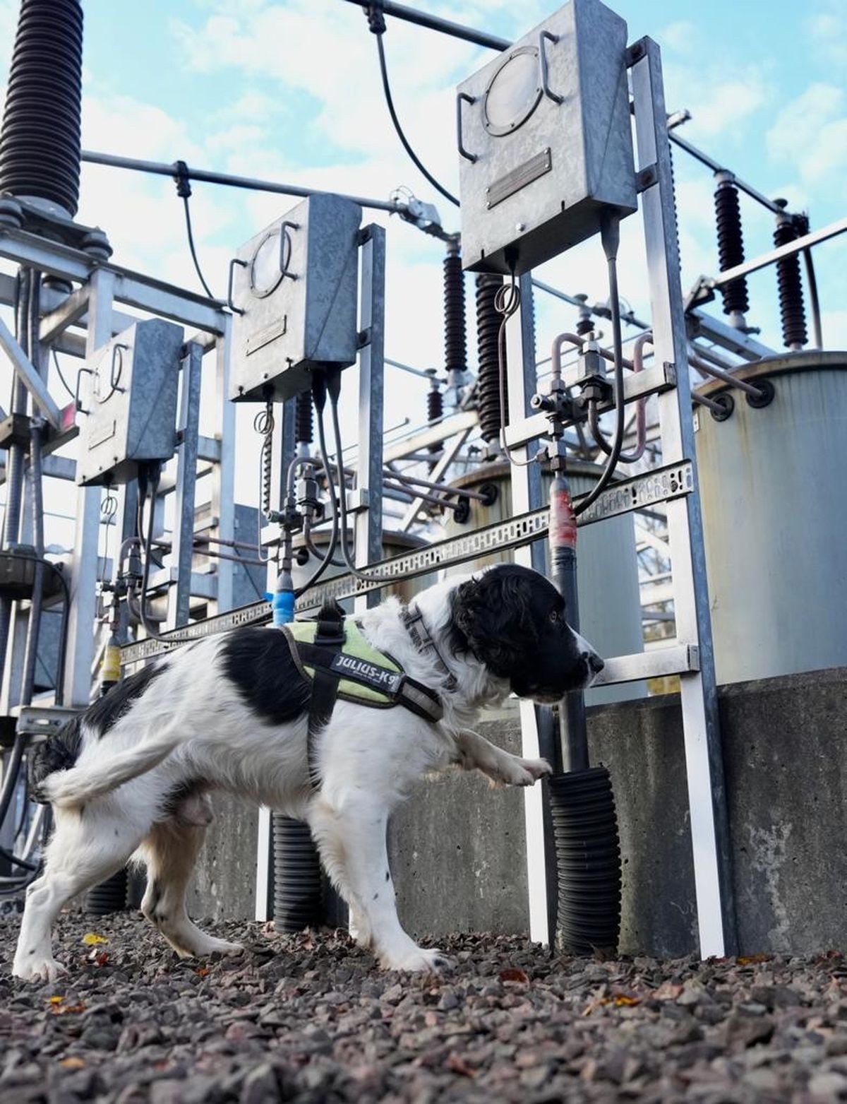 
              
Undated handout photo issued by  Scottish Power Energy Networks  (SPEN) of Springer Spaniel, Jac, who helps sniffs out faults on the power network, at Braehead electricity substation in Renfrew. SPEN has been trialling the use of specially trained detection dog Jac, who is able to help identify faults on the power network deep underground. Issue date: Tuesday November 22, 2022. PA Photo. See PA story ENERGY Dog. Photo credit should read: Scottish Power Energy Networks /PA Wire NOTE TO EDITORS: This handout photo may only be used in for editorial reporting purposes for the contemporaneous illustration of events, things or the people in the image or facts mentioned in the caption. Reuse of the picture may require further permission from the copyright holder.
            
