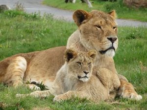 Keepers at West Midlands Safari Park have shared new pictures of the lion cubs
