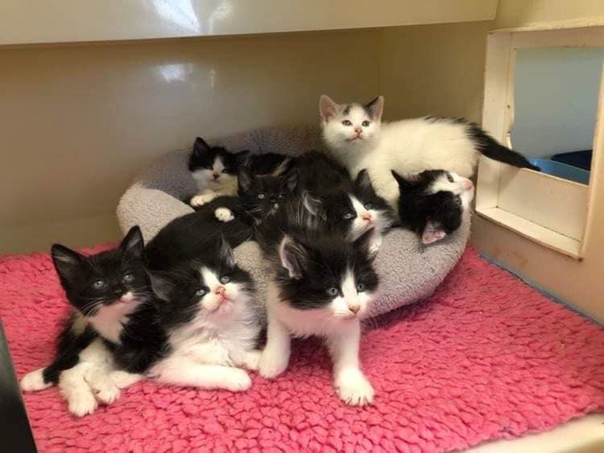 The eight black and white kittens were dropped off at Shropshire Cat Rescue on Tuesday morning. Photo FB/ Shropshire Cat Rescue