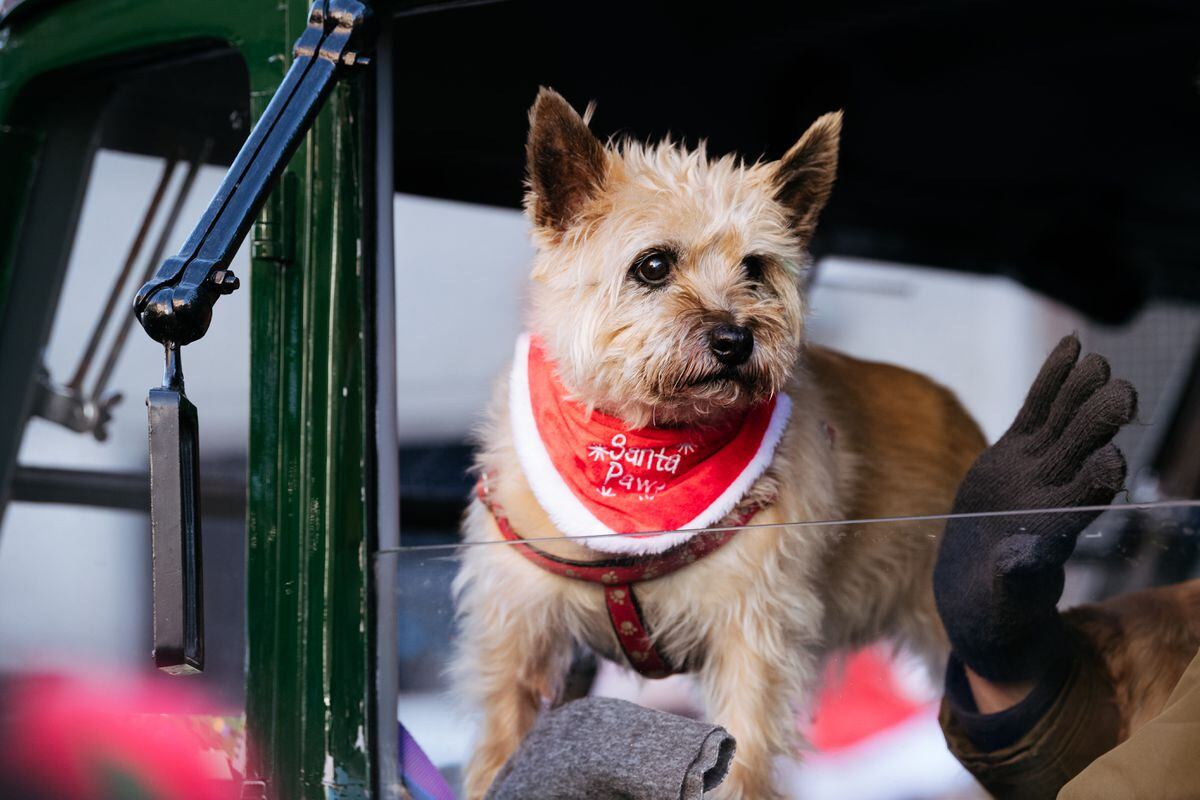 Santa Paws: a dog enjoying the Oswestry Christmas Parade 2022.