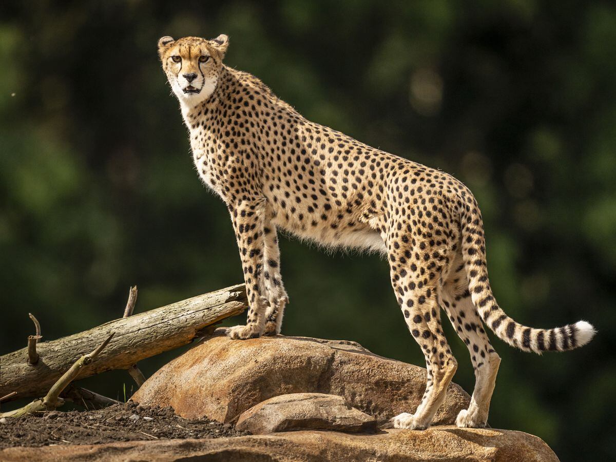 Endangered cheetahs arrive at Yorkshire Wildlife Park | Shropshire Star