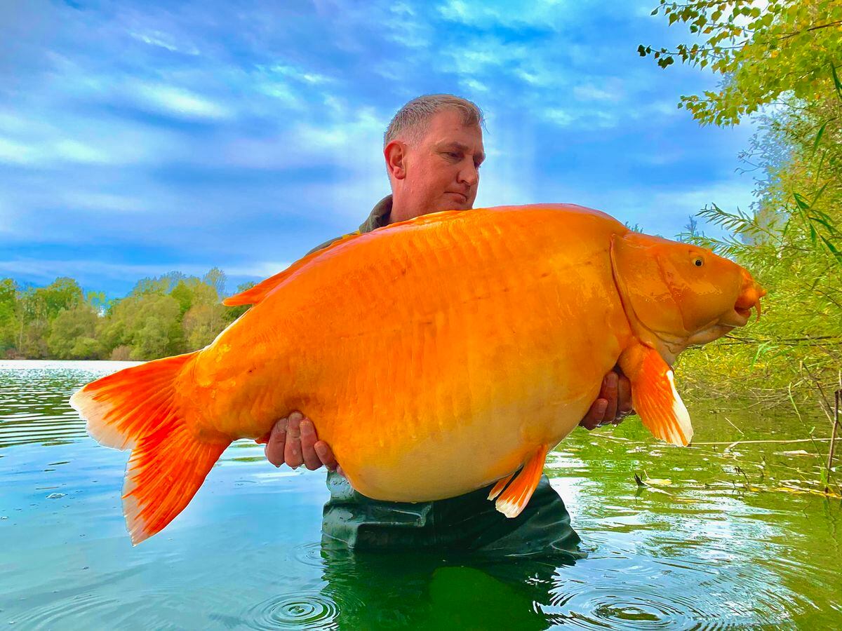 The gigantic orange specimen, aptly nicknamed The Carrot, weighed a whopping 67lbs 4ozs
