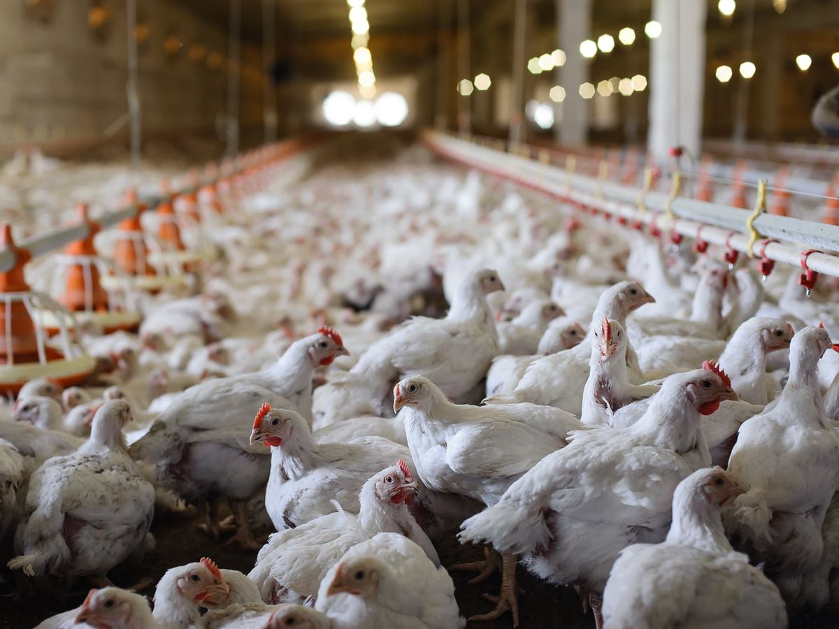 More than 1.5 million chickens would be reared at the farm under plans
