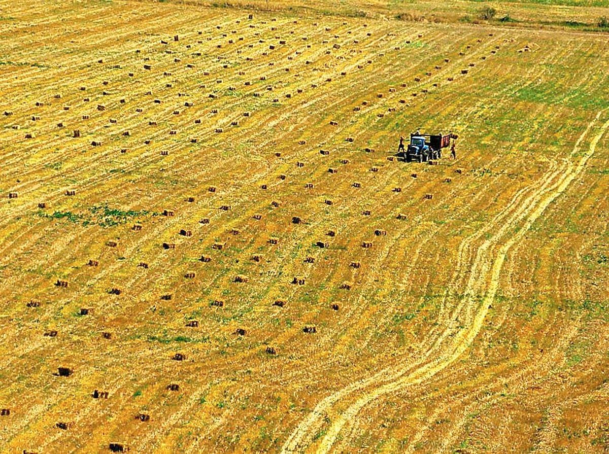A field at harvest time