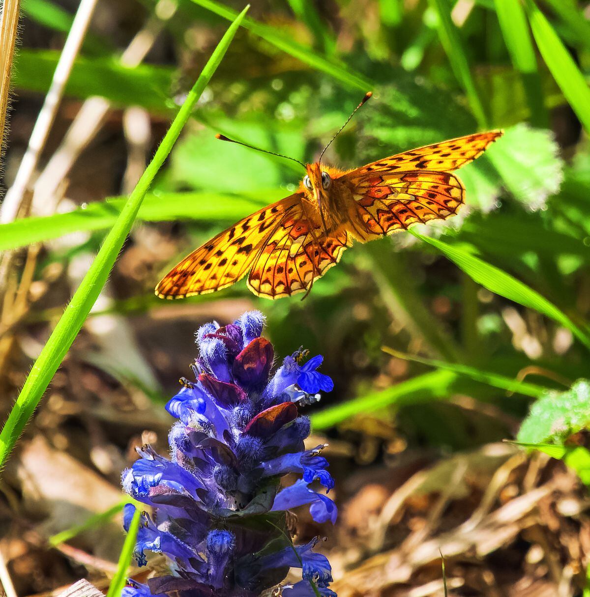 Andrew's image of a pearl bordered on fritillary