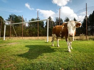 A cow on a village football pitch