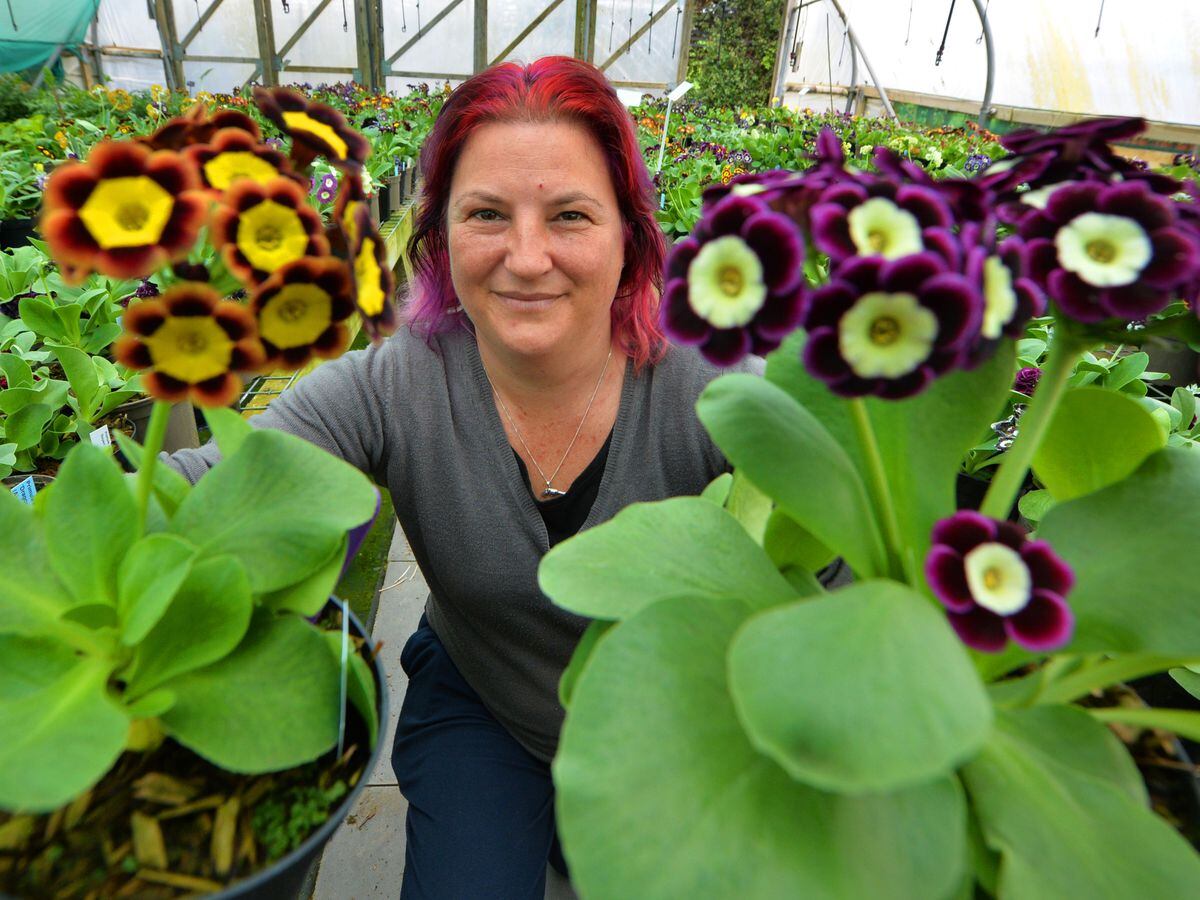 Director Sarah Millington with some of the Primula Auriculas grown at Hillview Hardy Plants at Worfield, Bridgnorth 