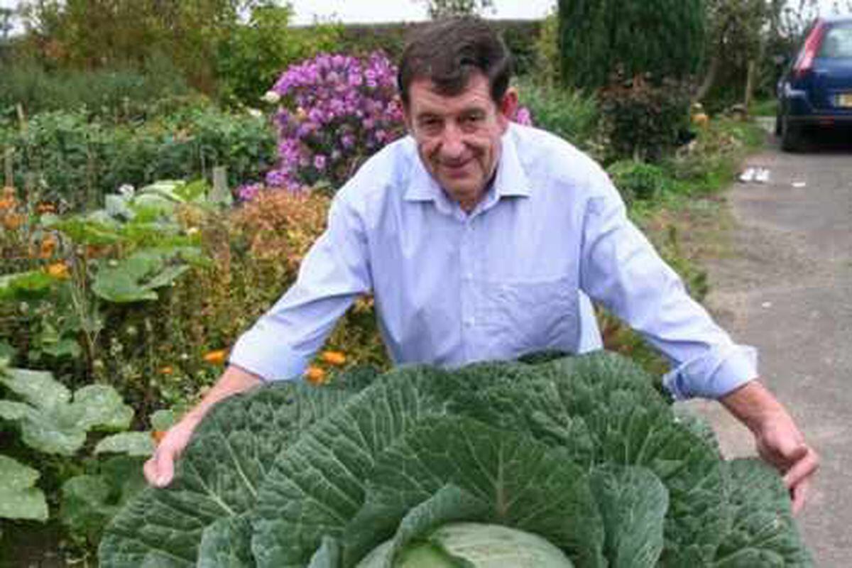 Shropshire gardener grows 70lb cabbage