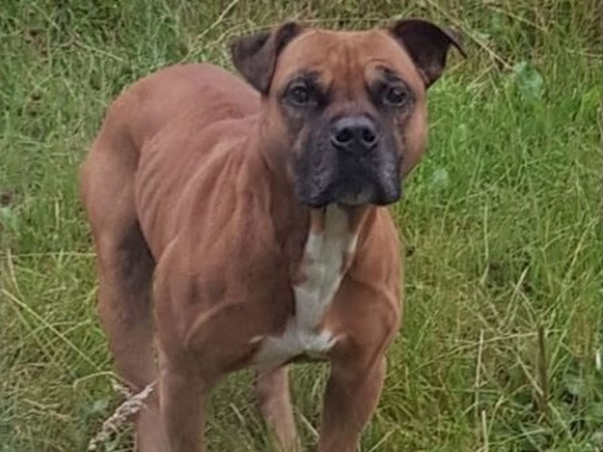 The dog which has escaped from kennels. Photo: West Mercia Police.