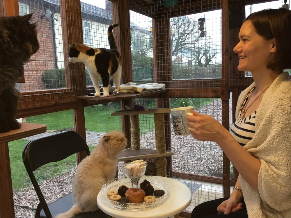 Book in at Shropshire cat cafe Shropshire Star