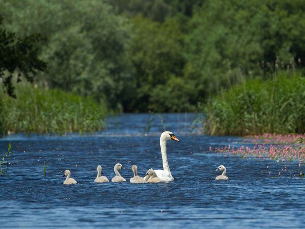 Swans in the Somerset Levels (Guy Edwardes/2020 Vision/PA)