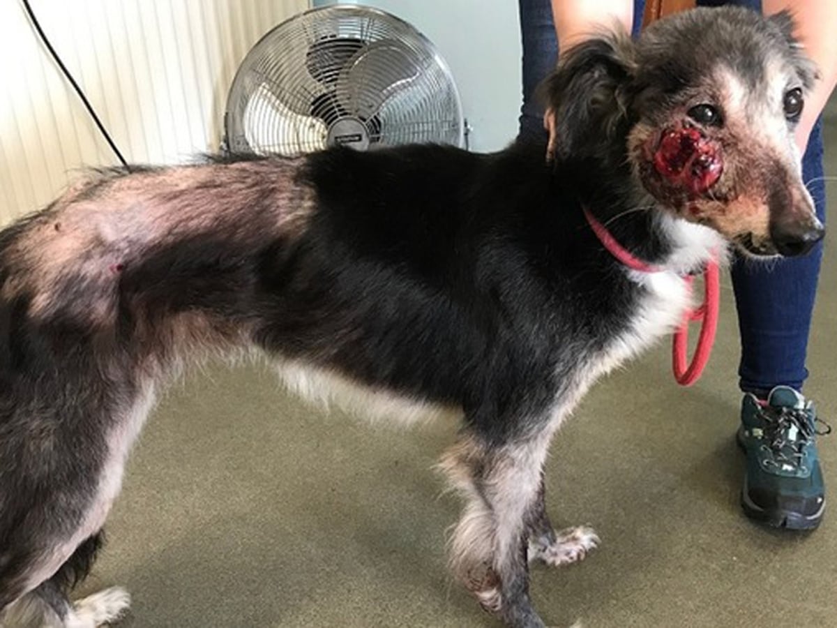 'Such a callous act': Dying dog with tumour is dumped on hillside - Does The Dog Die Only Murders In The Building