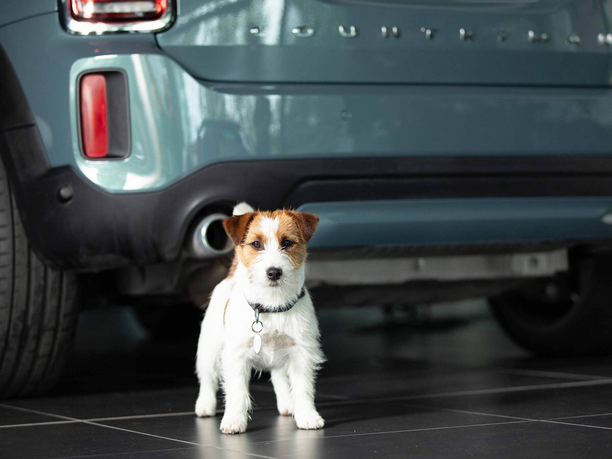 All of Mini’s UK dealers are now approved by Dogs Trust