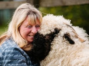 Karen McQuattie with one of the adult sheep