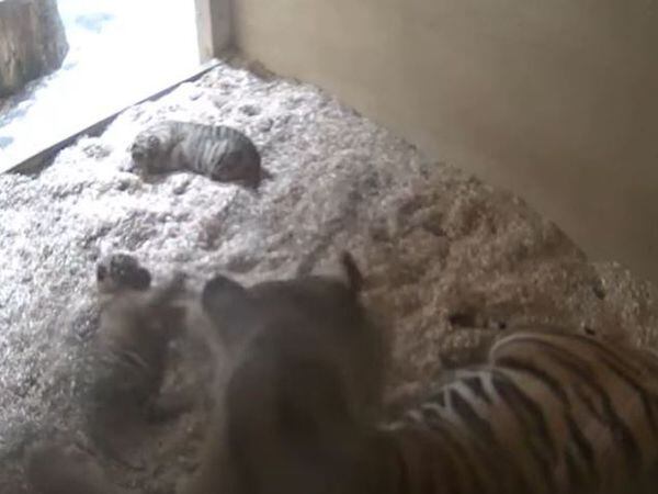 Sumatran tiger cubs born at Chester Zoo