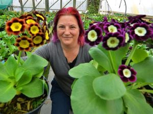 Director Sarah Millington with some of the Primula Auriculas grown at Hillview Hardy Plants at Worfield, Bridgnorth 