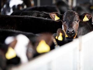 Aberdeen-Angus can offer dual premium to dairy farmers