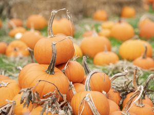 Shropshire is full of fields of pumpkins awaiting Halloween