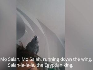 A parrot called Kelo sings about Liverpool forward Mohamed Salah