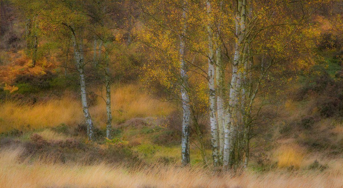 Autumnal Hues by Norman O'Neill 