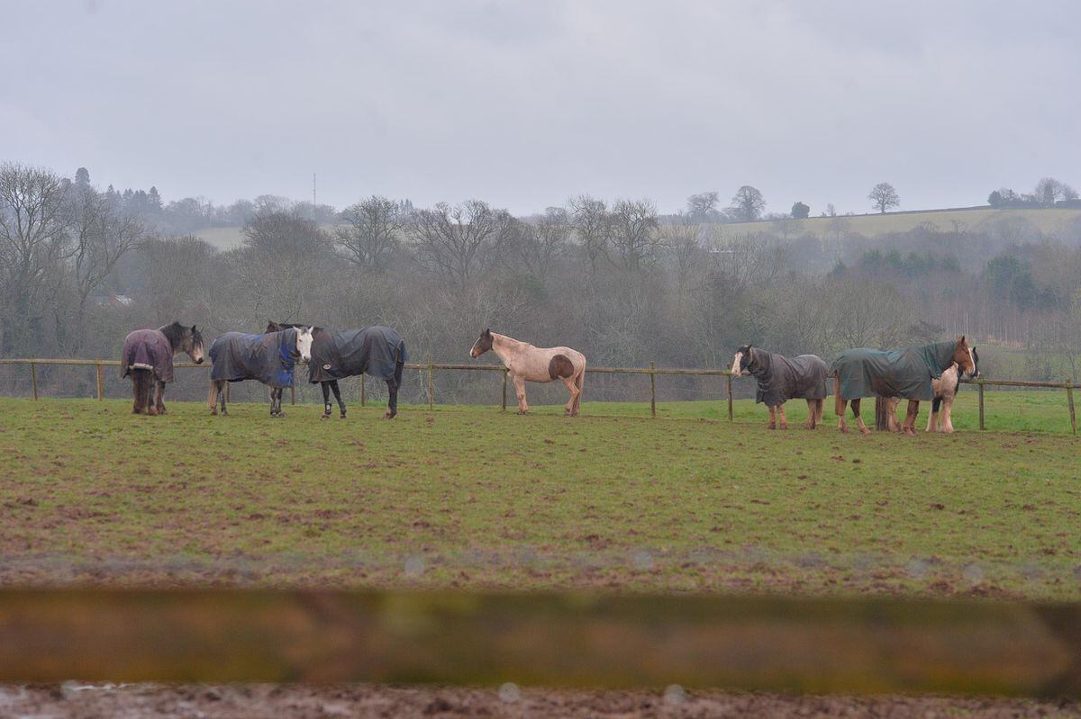Horses being looked after by an equine clinic at the scene are said to be unharmed