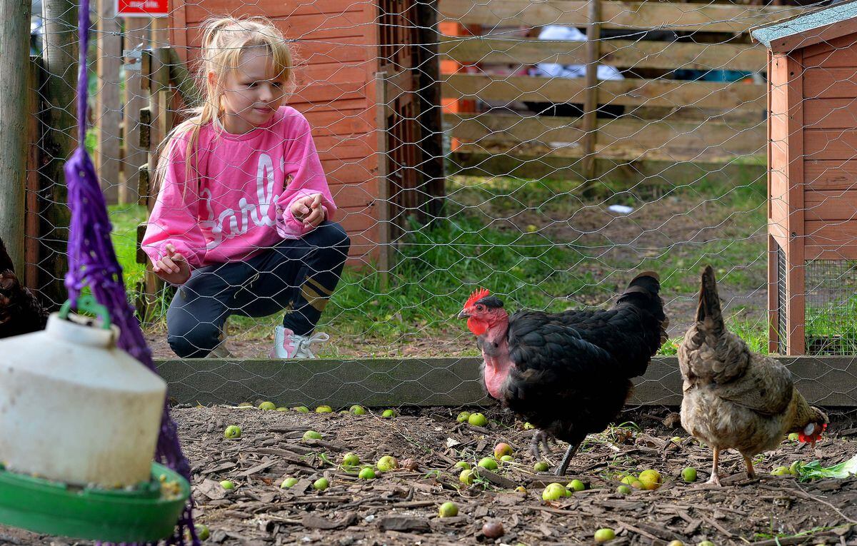 Poppy Bennett, 8, with the chickens