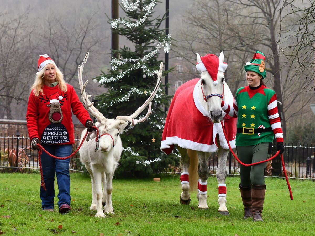 Floki the white reindeer and his stable-mate Opal light up Coalbrookdale on their daily walk from the nearby Sunnyside Farm with owner Diana Vincent and her daughter-in-law Nadine Sault. Photo: Dave Bagnall