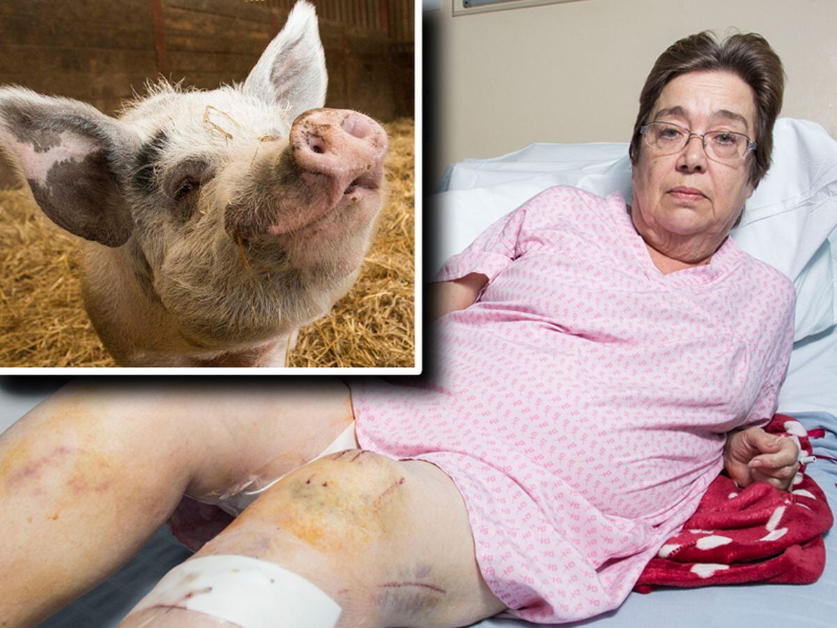 Marie Yates needed surgery after being attacked by Hammy the pig, inset