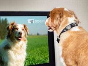 Coming soon, a new TV channel for dogs