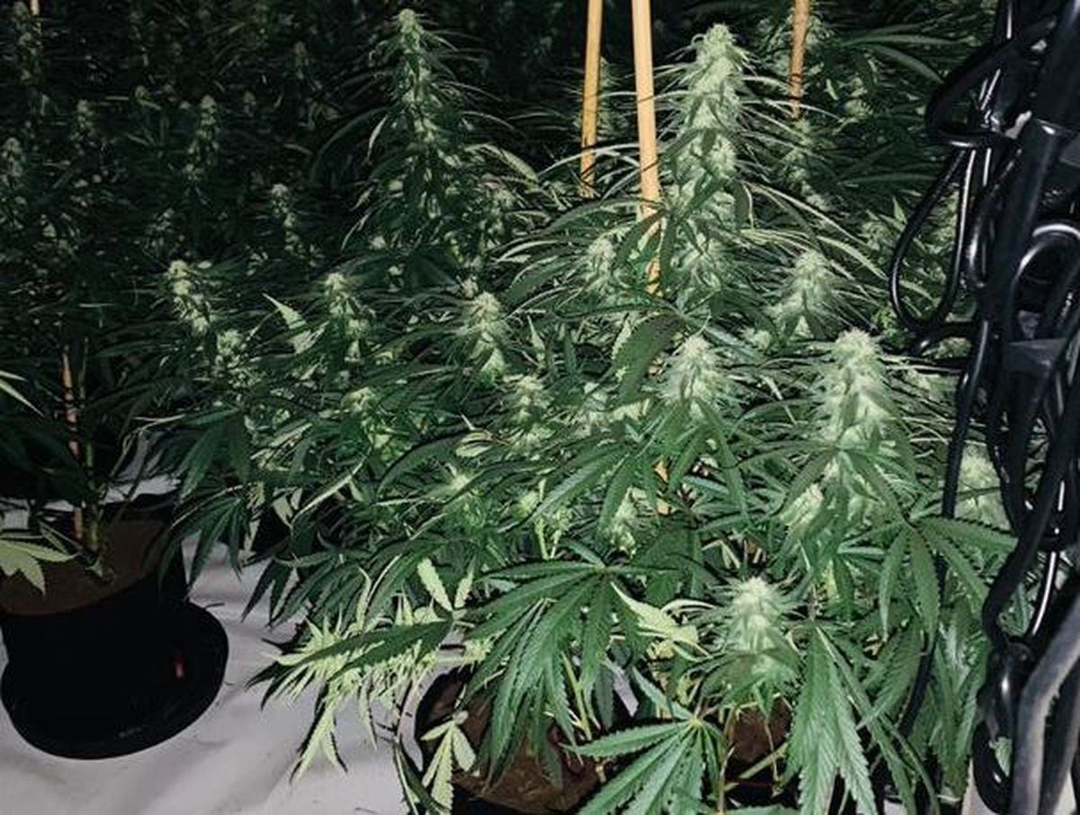 Cannabis plants were found at an address in Brookside, Telford