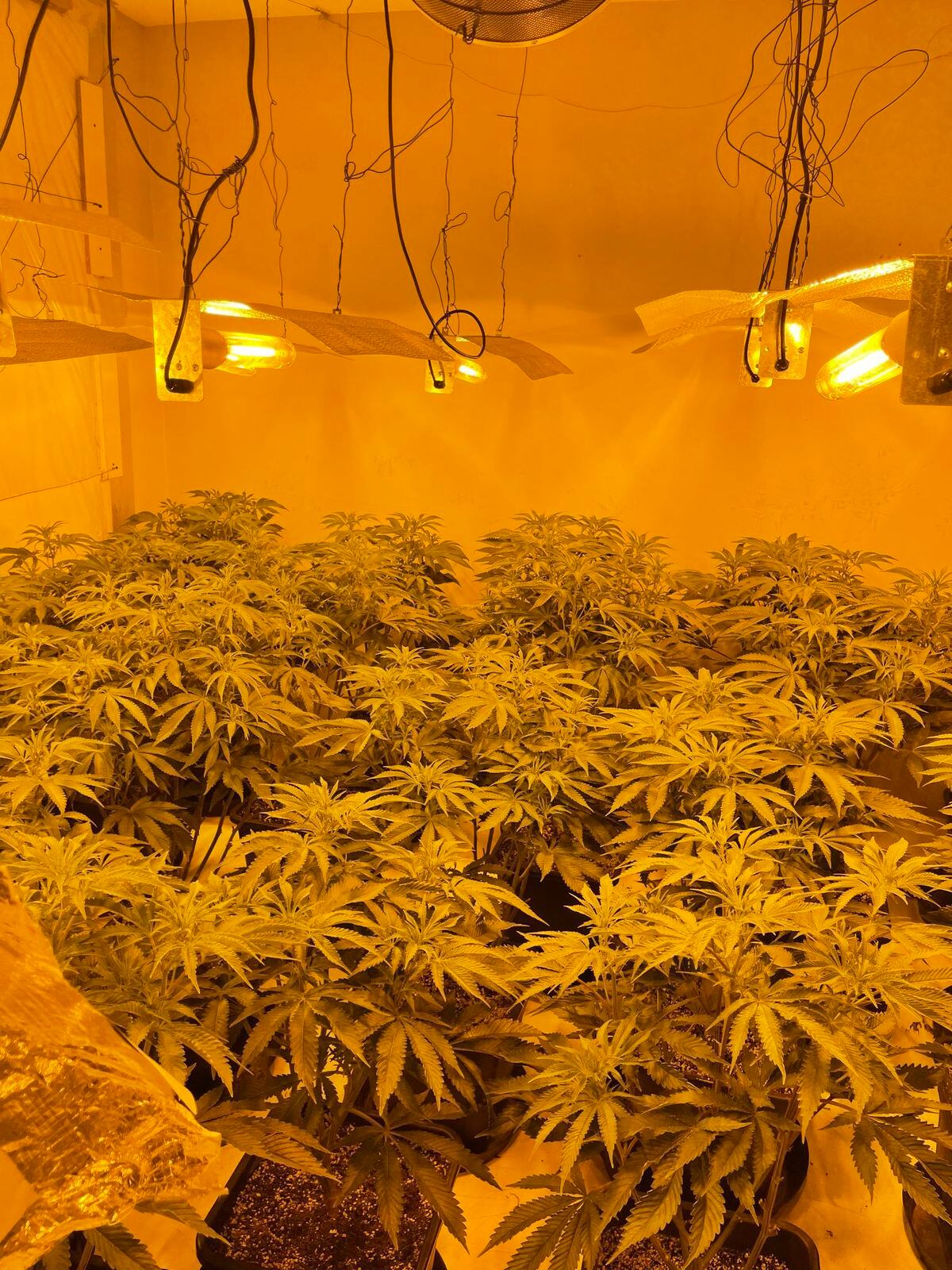 Hundreds of cannabis plants were seized by police. Pictures: Sergeant Ingrid Tozer