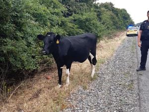 Cow on A483 Oswestry. Photo: Oswestry Safer Neighbourhood team
