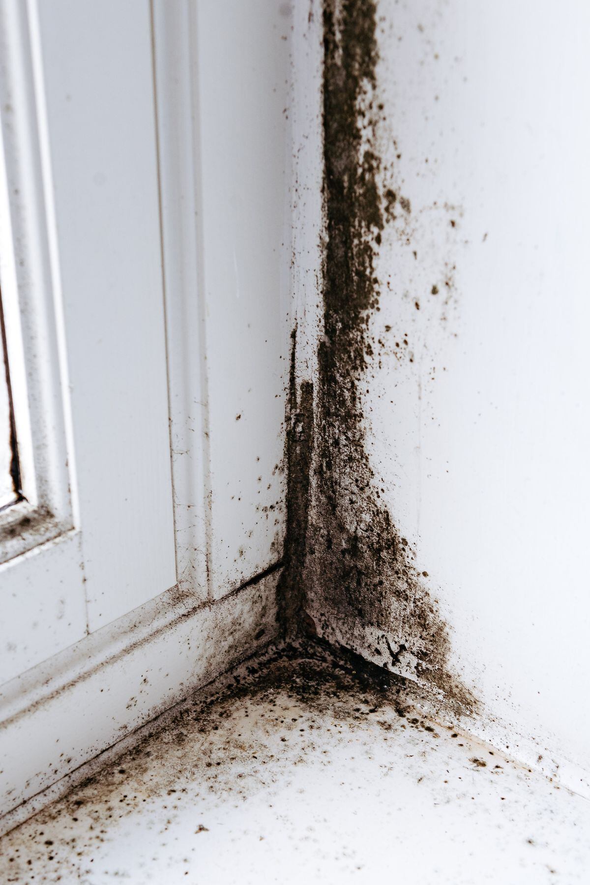 Mould in the house