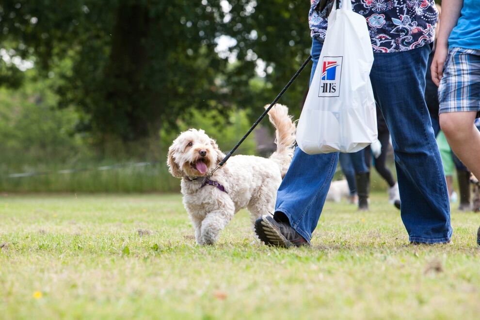 DogFest 2018: Festival for dogs set to return to ...
