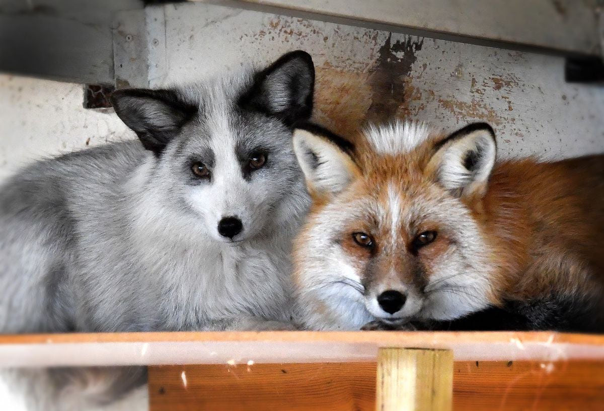 Toby the platinum fox has been adopted by Brockswood Animal Sanctuary in Sedgley. He is getting on very well with Brockswood's resident fox, Freya.