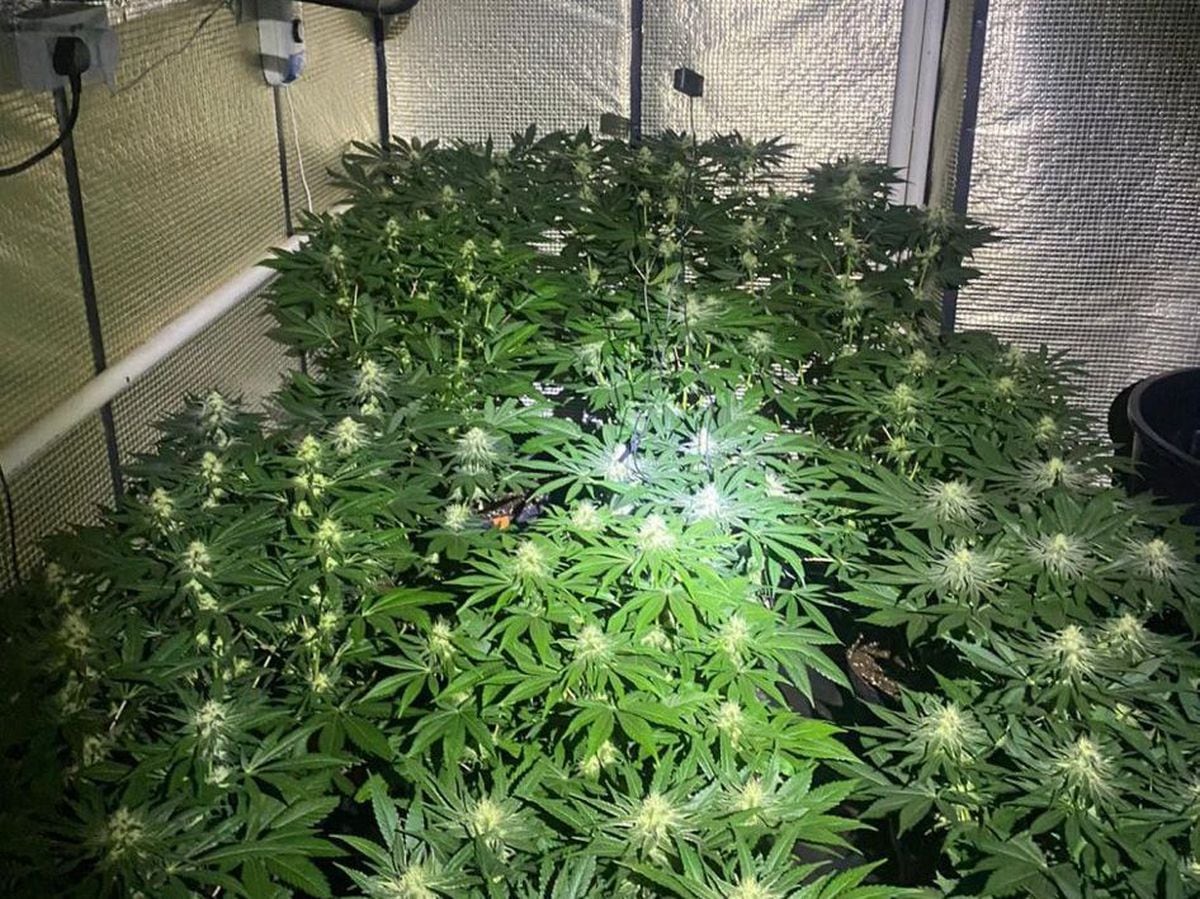 More than 200 cannabis plants were found in one of the warrants. Photo: West Mercia Police