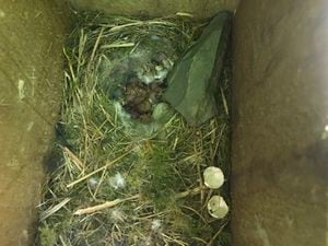 One of the nests. Photo: Rural Crime Team: Dyfed-Powys Police @DPruralpolicing