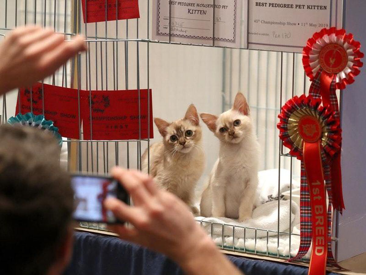 In Pictures Pussycats Galore At Dundee Pet Show Shropshire Star