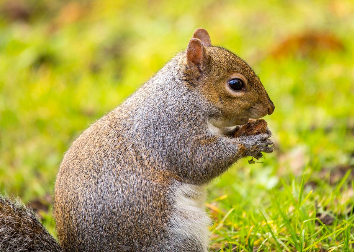 Grey squirrel – can tighter border controls prevent foreign pests damaging our ecosystems?