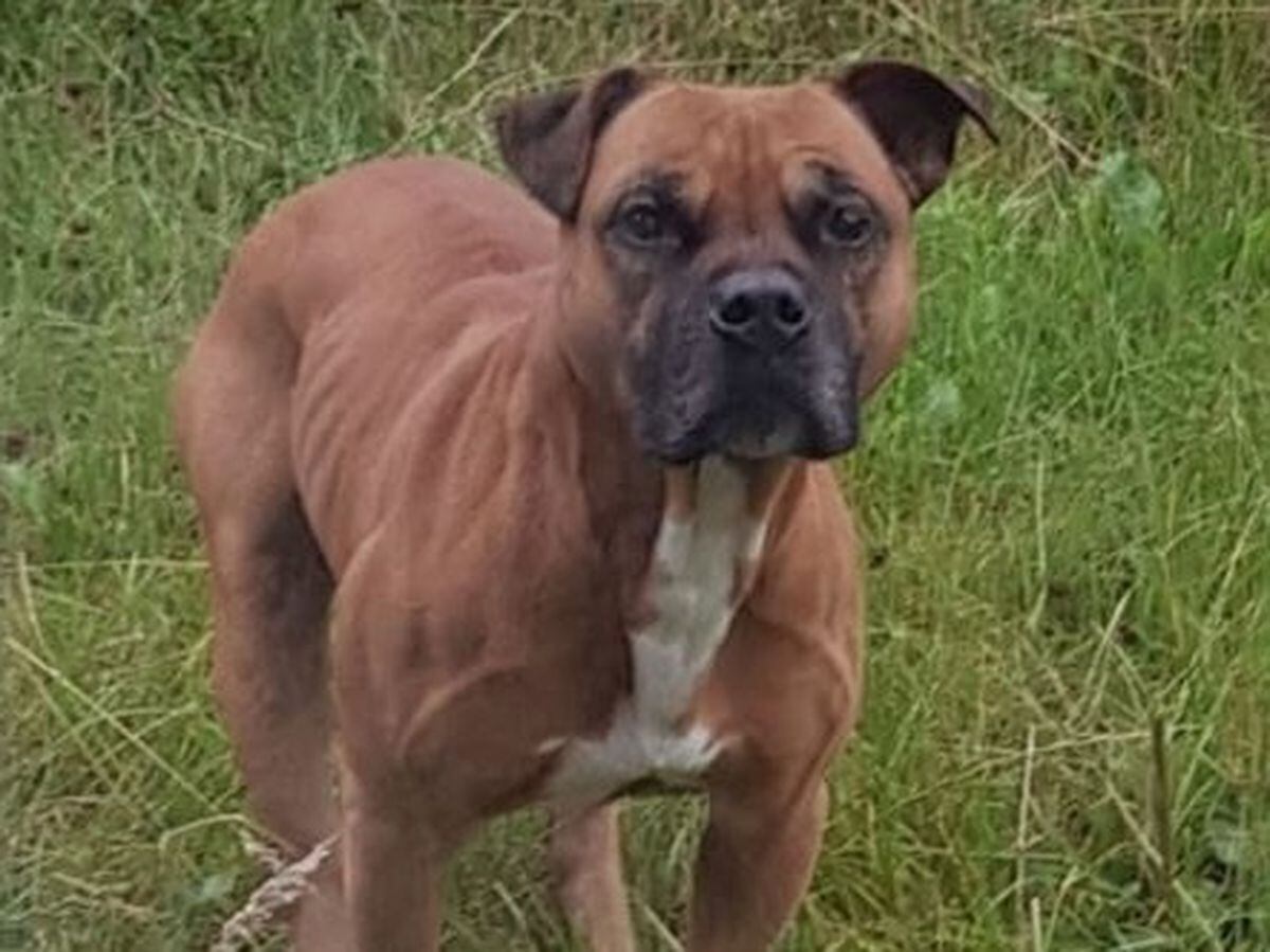 The escaped dog. Picture: West Mercia Police.