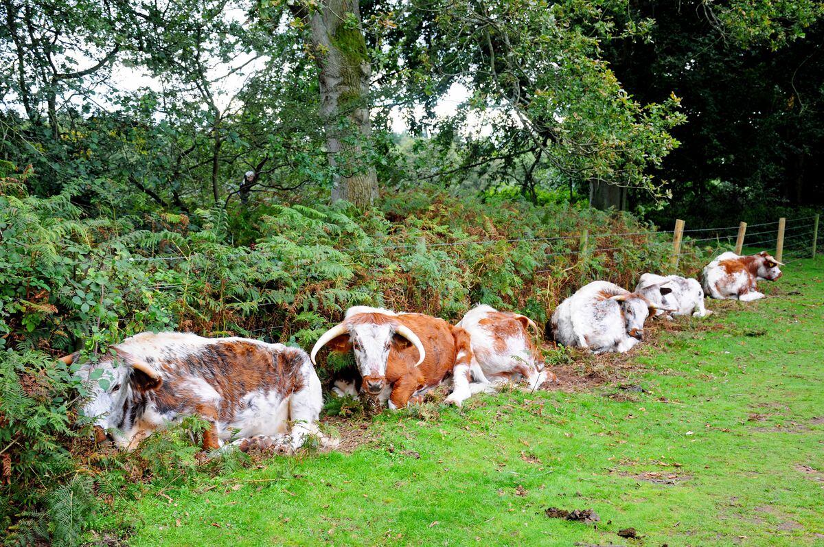 Its siesta time for these Longhorn cattle on Kinver Edge. Picture: Graham Gough